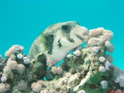 one lazy puffer foto taken with olympus c5050 and pt 015 ... by Michel Borzée 